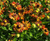 Гелениум гибридный Бетти (Helenium hybride Betty) 3 л #1