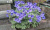 Герань великолепная Блю Блад (Geranium 'Blue Blood') NEW С-2 #3