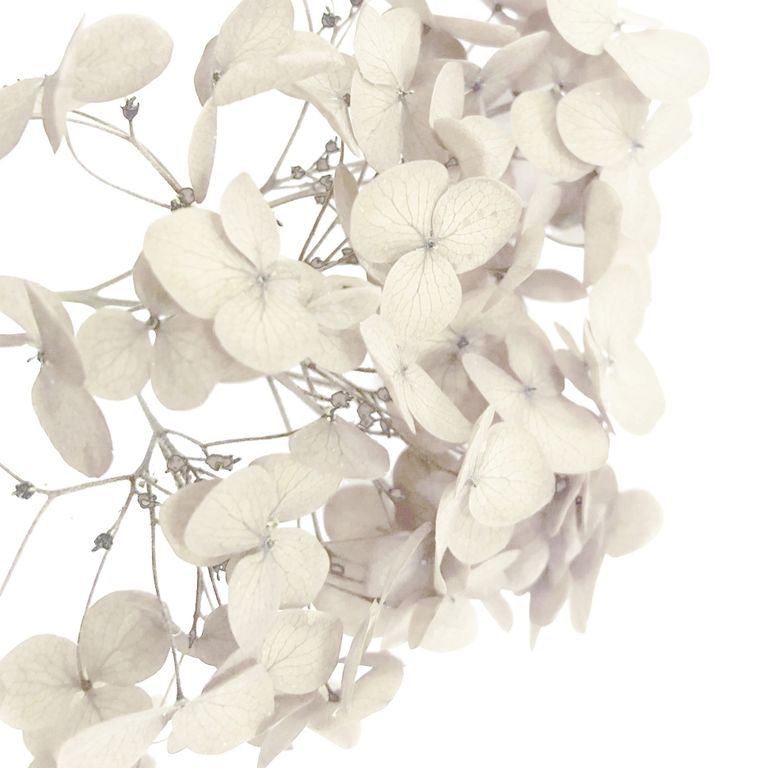 Стабилизированные цветы Гортензии (молочные).Картонная коробка 10 х 8 х 3,5 см