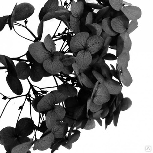 Стабилизированные цветы Гортензии (черные). Картонная коробка 10 х 8 х 3,5 см 