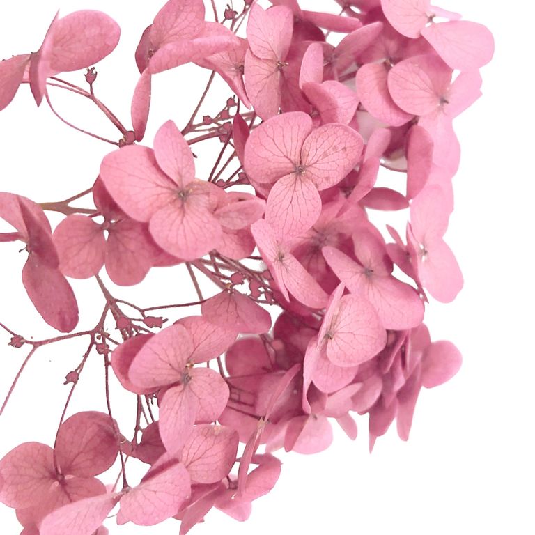Стабилизированные цветы Гортензии (розовые). Картонная коробка 10 х 8 х 3,5 см