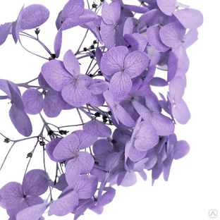 Стабилизированные цветы Гортензии (фиолетовые). Картонная коробка 10 х 8 х 3,5 см 