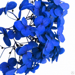 Стабилизированные цветы Гортензии (синие). Картонная коробка 10 х 8 х 3,5 см 