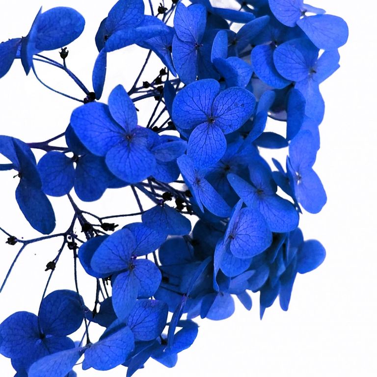 Стабилизированные цветы Гортензии (синие). Картонная коробка 10 х 8 х 3,5 см