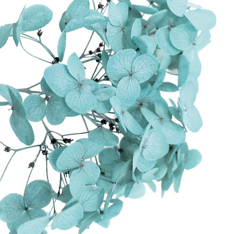 Стабилизированные цветы Гортензии (голубые). Картонная коробка 10 х 8 х 3,5 см