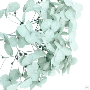Стабилизированные цветы Гортензии (светло-зеленые). Картонная коробка 10 х 8 х 3,5 см 