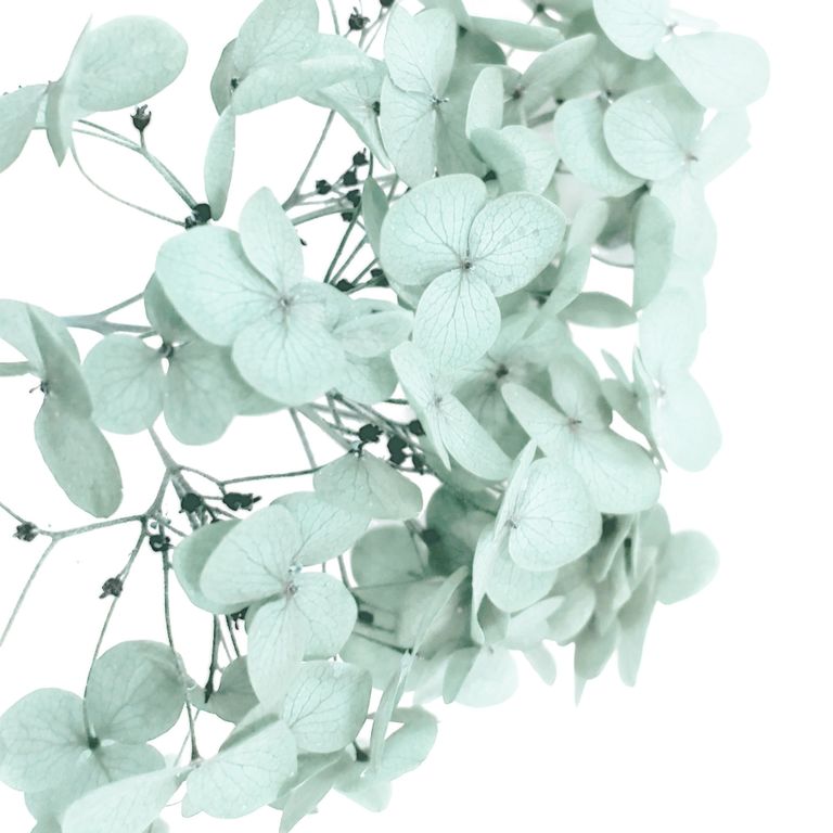 Стабилизированные цветы Гортензии (светло-зеленые). Картонная коробка 10 х 8 х 3,5 см