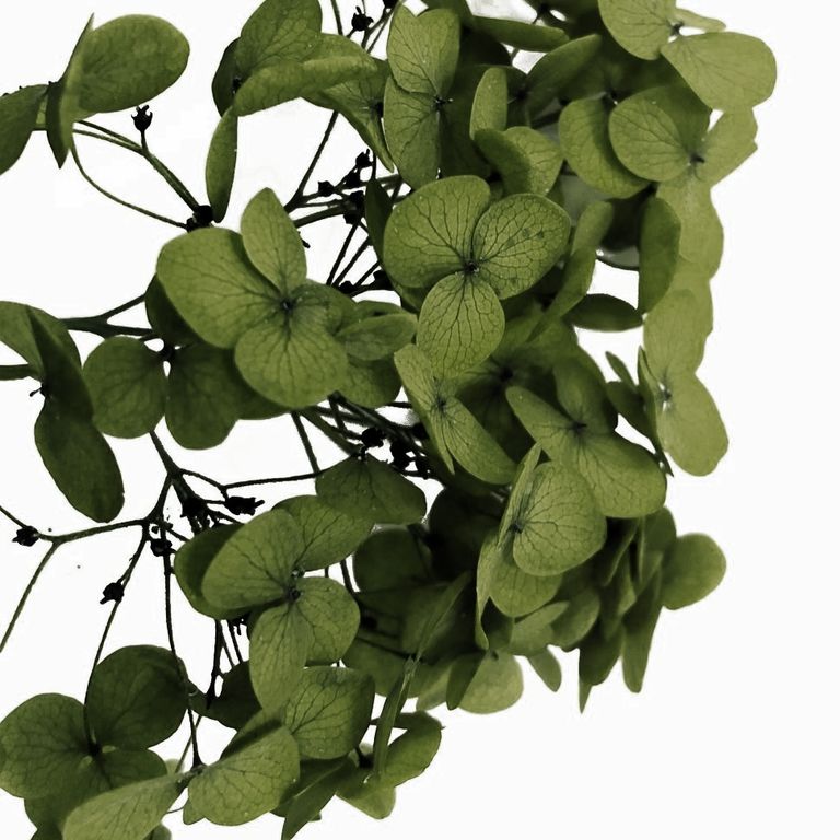 Стабилизированные цветы Гортензии (зеленые). Картонная коробка 10 х 8 х 3,5 см