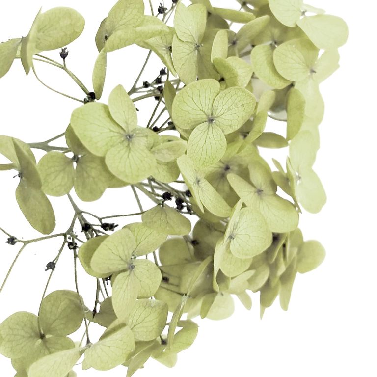 Стабилизированные цветы Гортензии (оливковые). Картонная коробка 10 х 8 х 3,5 см
