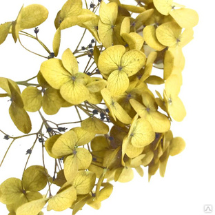 Стабилизированные цветы Гортензии (желтые). Картонная коробка 10 х 8 х 3,5 см 