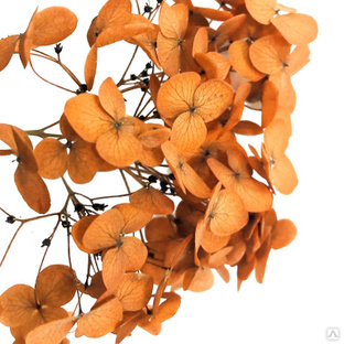 Стабилизированные цветы Гортензии (оранжевые). Картонная коробка 10 х 8 х 3,5 см 