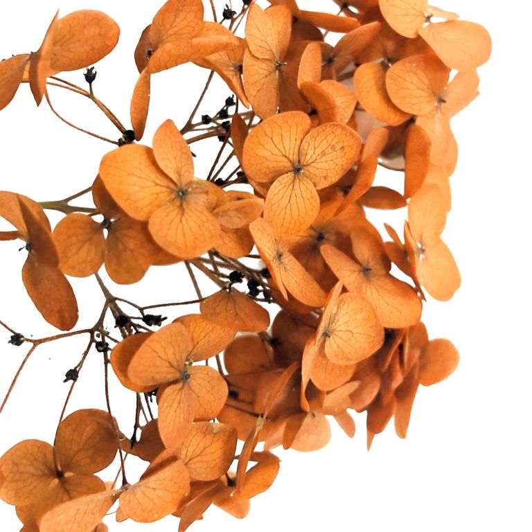 Стабилизированные цветы Гортензии (оранжевые). Картонная коробка 10 х 8 х 3,5 см