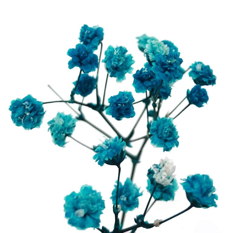 Стабилизированные цветы Гипсофилы (бирюзовые). Картонная коробка 10 х 8 х 3,5 см