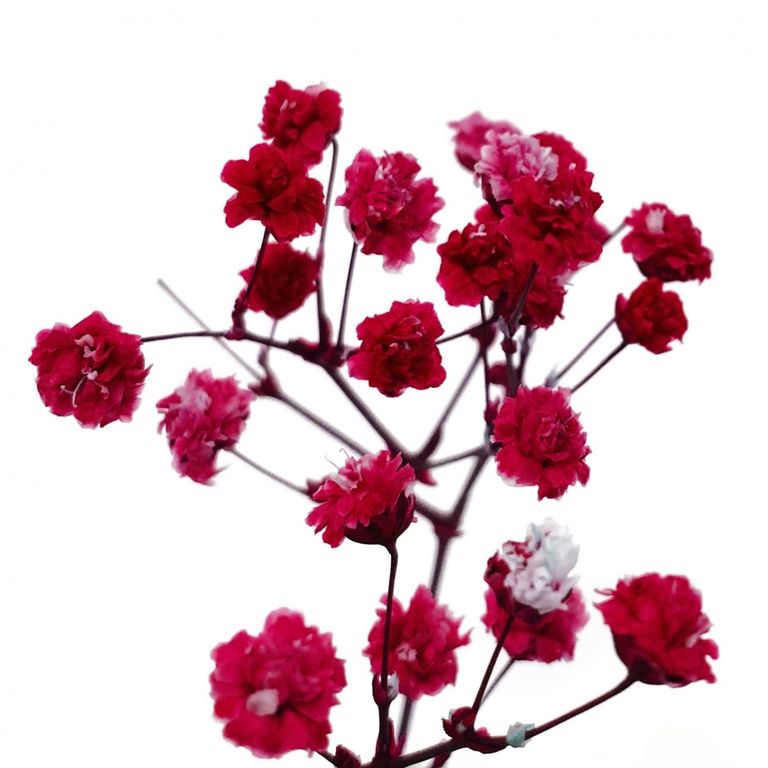 Стабилизированные цветы Гипсофилы (красные). Картонная коробка 10 х 8 х 3,5 см