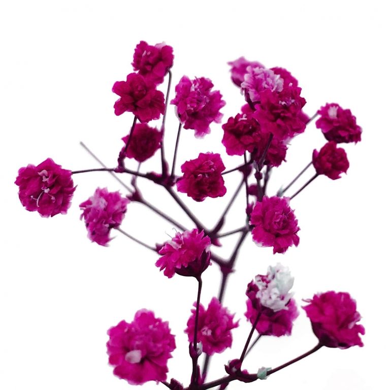 Стабилизированные цветы Гипсофилы (малиновые). Картонная коробка 10 х 8 х 3,5 см