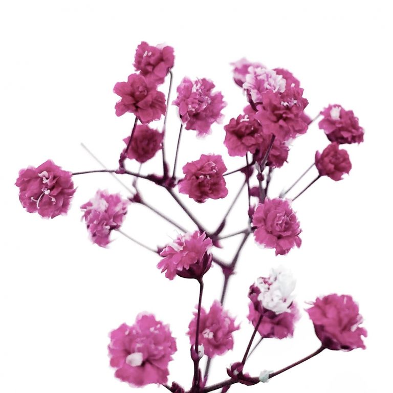 Стабилизированные цветы Гипсофилы (розовые). Картонная коробка 10 х 8 х 3,5 см