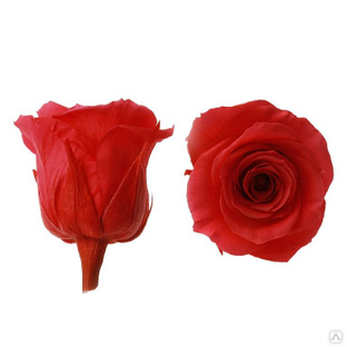 Стабилизированный цветок Роза (красная). Упаковка: картонная коробка 4 х 4 х 2,5 см 