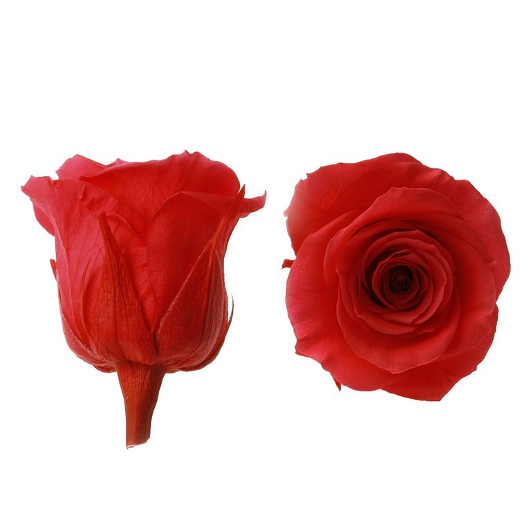 Стабилизированный цветок Роза (красная). Упаковка: картонная коробка 4 х 4 х 2,5 см
