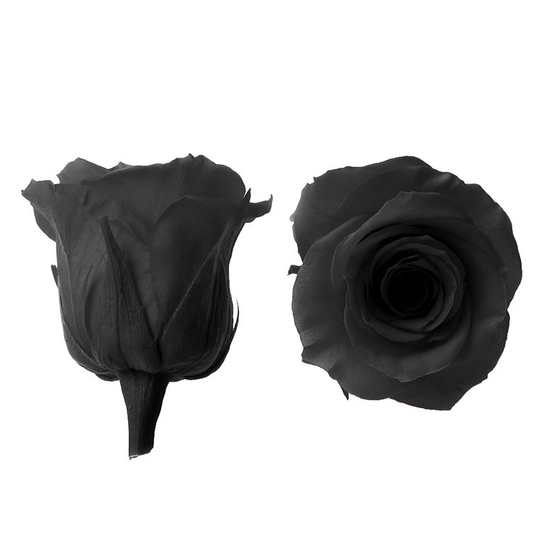 Стабилизированный цветок Роза (черная). Упаковка: картонная коробка 4 х 4 х 2,5 см