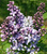 Сирень Буль Азуре (Syringa vulgaris Boule Azuree) 5 л контейнер 40-60 см #2