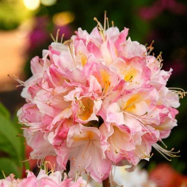 Рододендрон Сатоми (Rhododendron Satomi) 3 л