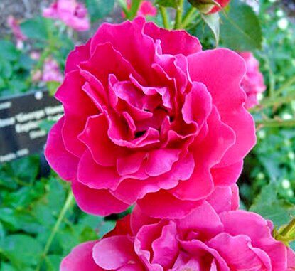 Роза канадская George Vancouver