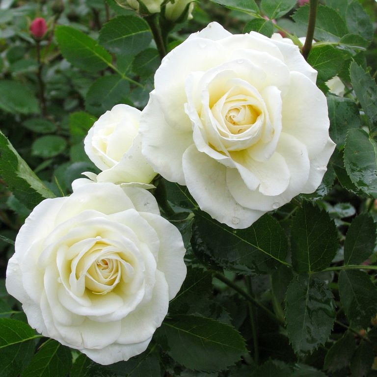 Роза канадская J.P. Connel