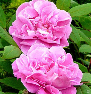 Роза канадская Therese Bugnet 