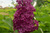 Сирень обыкновенная Индия (Syringa vulgaris India) 5 л 40-60 см #3