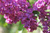 Сирень обыкновенная Индия (Syringa vulgaris India) 5 л 40-60 см #4