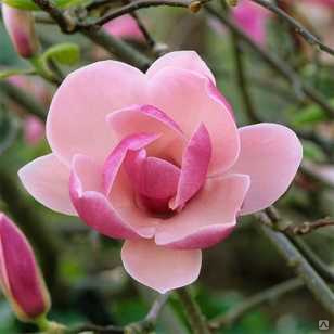 Магнолия суланжа Рустика Рубра (Magnolia x soulangeana Rustica Rubra) 7.5л 60-80см #1