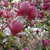 Магнолия суланжа Рустика Рубра (Magnolia x soulangeana Rustica Rubra) 7.5л 60-80см #3