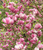 Магнолия суланжа Рустика Рубра (Magnolia x soulangeana Rustica Rubra) 20л 100см #2