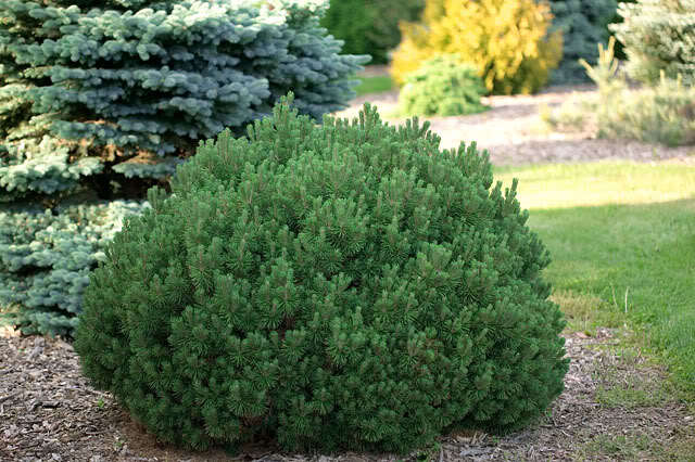 Сосна горная Мопс (Pinus mugo Mops) 20л 40-50см