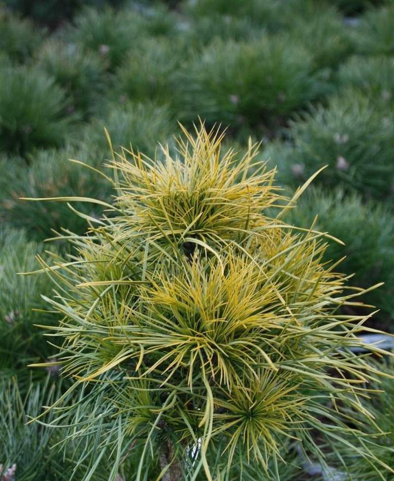 Сосна обыкновенная Ксаверув (Pinus sylvestris Xawery) 10л 60-80см
