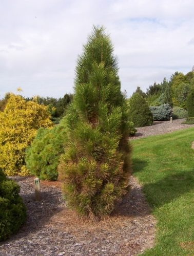 Сосна чёрная Обелиск (Pinus nigra Obelisk) 8л 60-80см