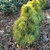 Сосна обыкновенная Ксаверув (Pinus sylvestris Xawery) 10л 60-80см #2