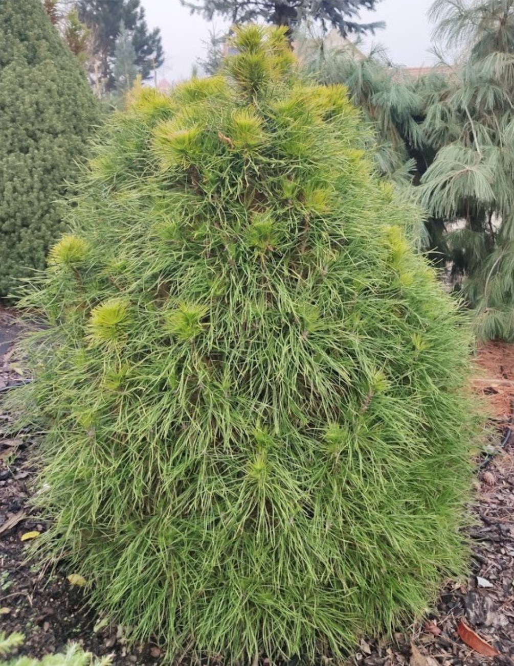Сосна обыкновенная Ксаверув (Pinus sylvestris Xawery) 10л 60-80см 3
