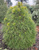 Сосна обыкновенная Ксаверув (Pinus sylvestris Xawery) 10л 60-80см #3
