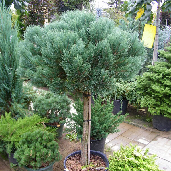 Сосна обыкновенная Ватерери (Pinus sylvestris Watereri) 15 л 40-60 см